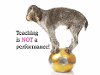 Image of dog standing on a ball with the words 'teaching is not a performance'
